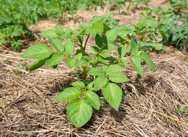 Pine Straw vs Mulch Everything You Need To Know