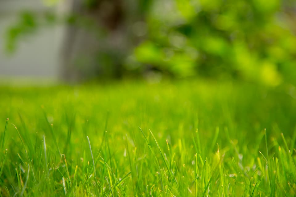 When to Fertilize Bermuda Grass A Guide to Optimal Lawn Care