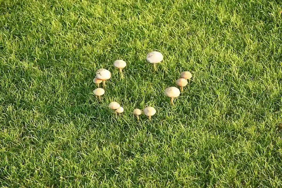 Lawn Diseases in North Carolina How to Identify and Treat Common Grass