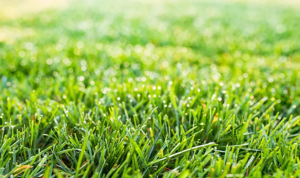 When to Fertilize Your Lawn in NC A Guide for Optimal Growth