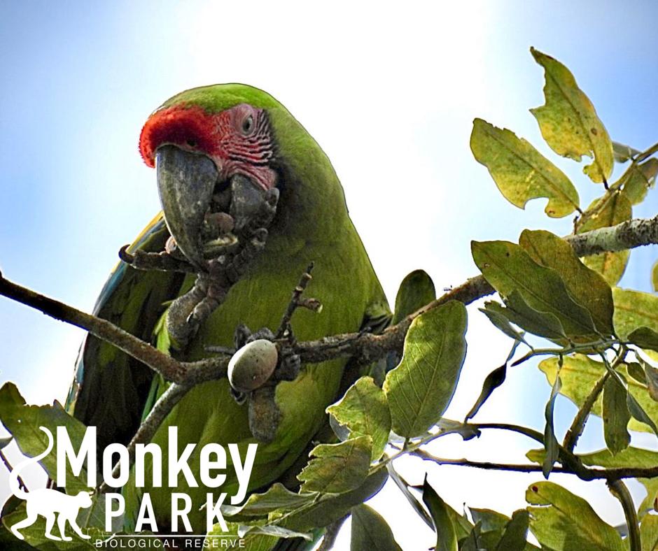 MONKEY FARM EXPERIENCE Fortuna Services