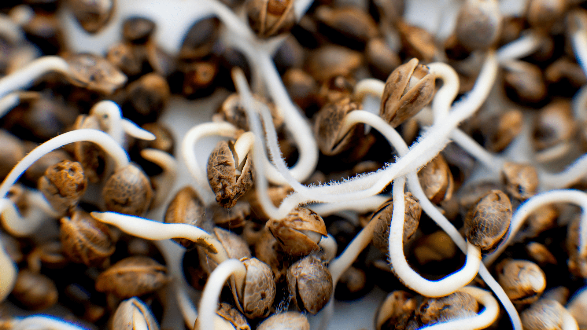 Hemp Greenhouse and Early Plant Growth Fortuna Hemp Seeds