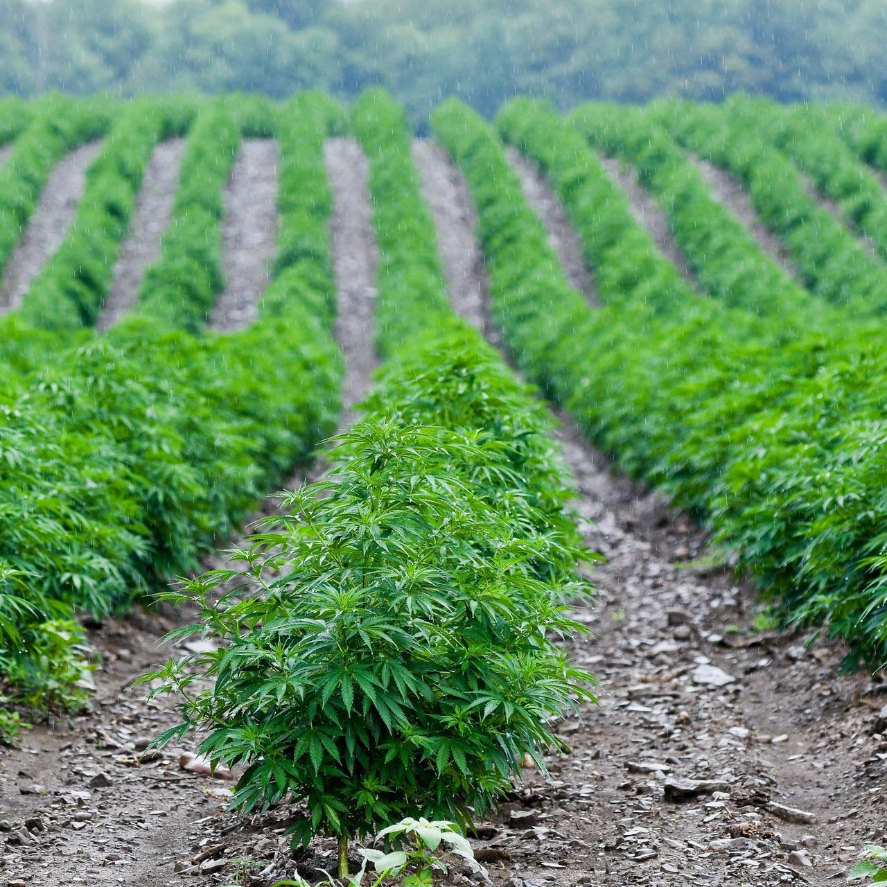 Indoor vs. Outdoor Hemp Farming