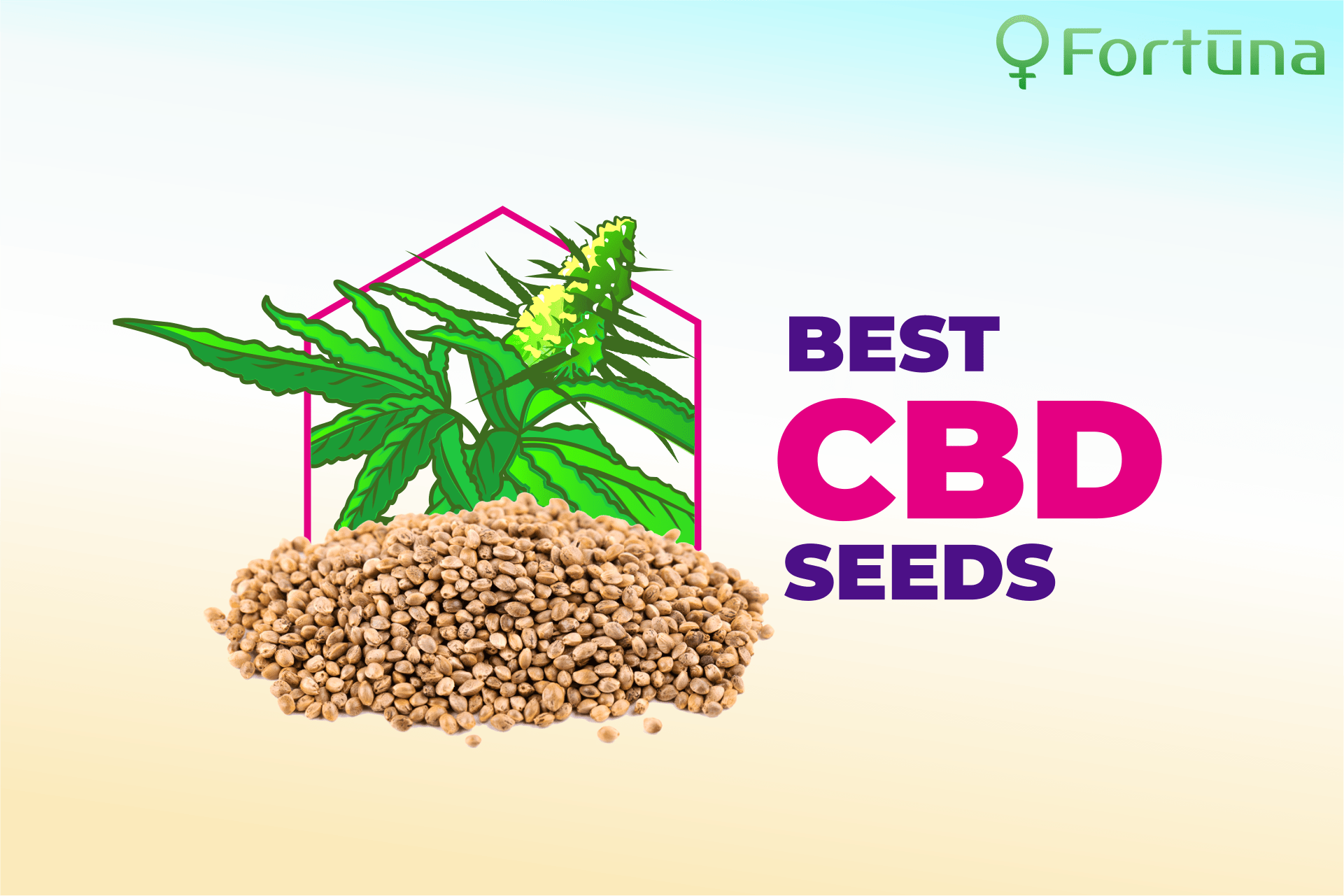Best CBD Seeds How to Find Them