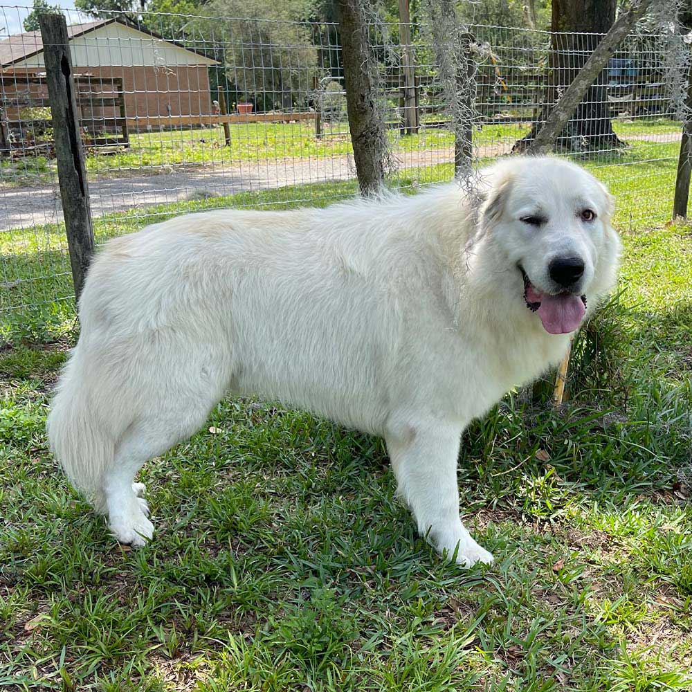 Great Bernese Fortune Meadows