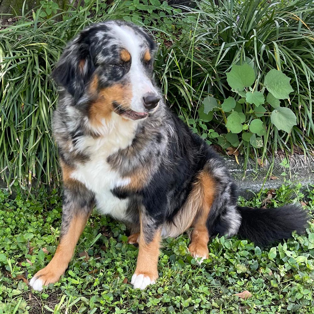Bernese Mountain Shepherd Mix lupon.gov.ph