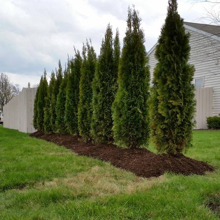 Fort Wayne Trees / Arborvitae Fort Wayne Trees