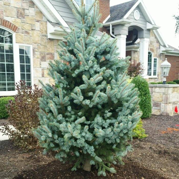 Fort Wayne Trees / Evergreen Fort Wayne Trees