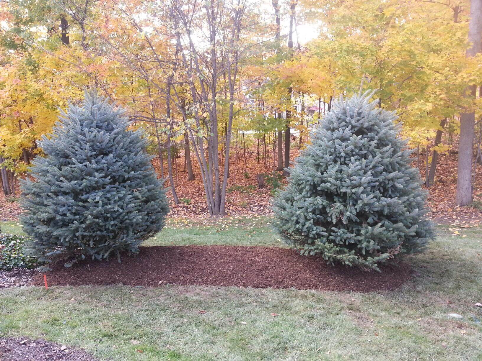 Fat Albert Spruce Fort Wayne Trees