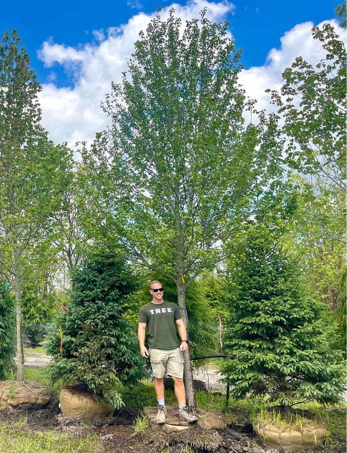 Sun Valley Maple Fort Wayne Trees