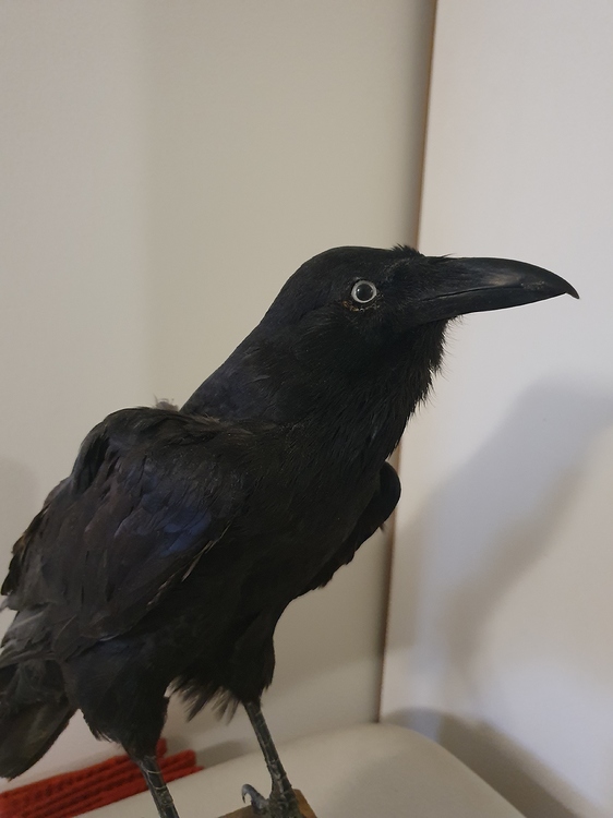 Have Been Seeing Crows/Ravens General Discussion