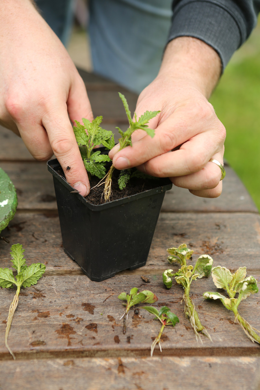 Stecklinge machen Sie mehr aus Ihren Lieblingspflanzen
