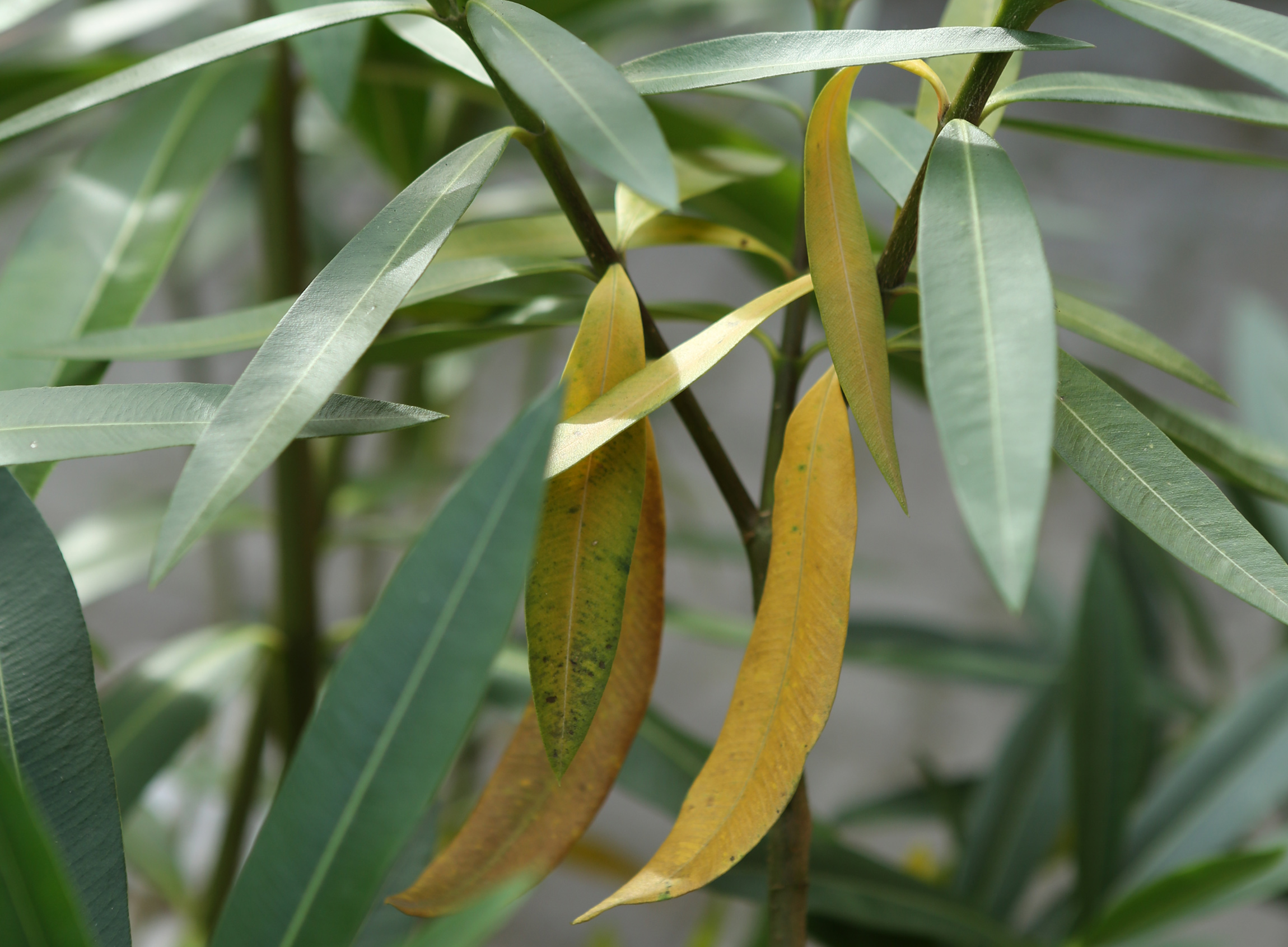 Oleander Richtig Pflegen | Birchmeier Sprühtechnik Ag