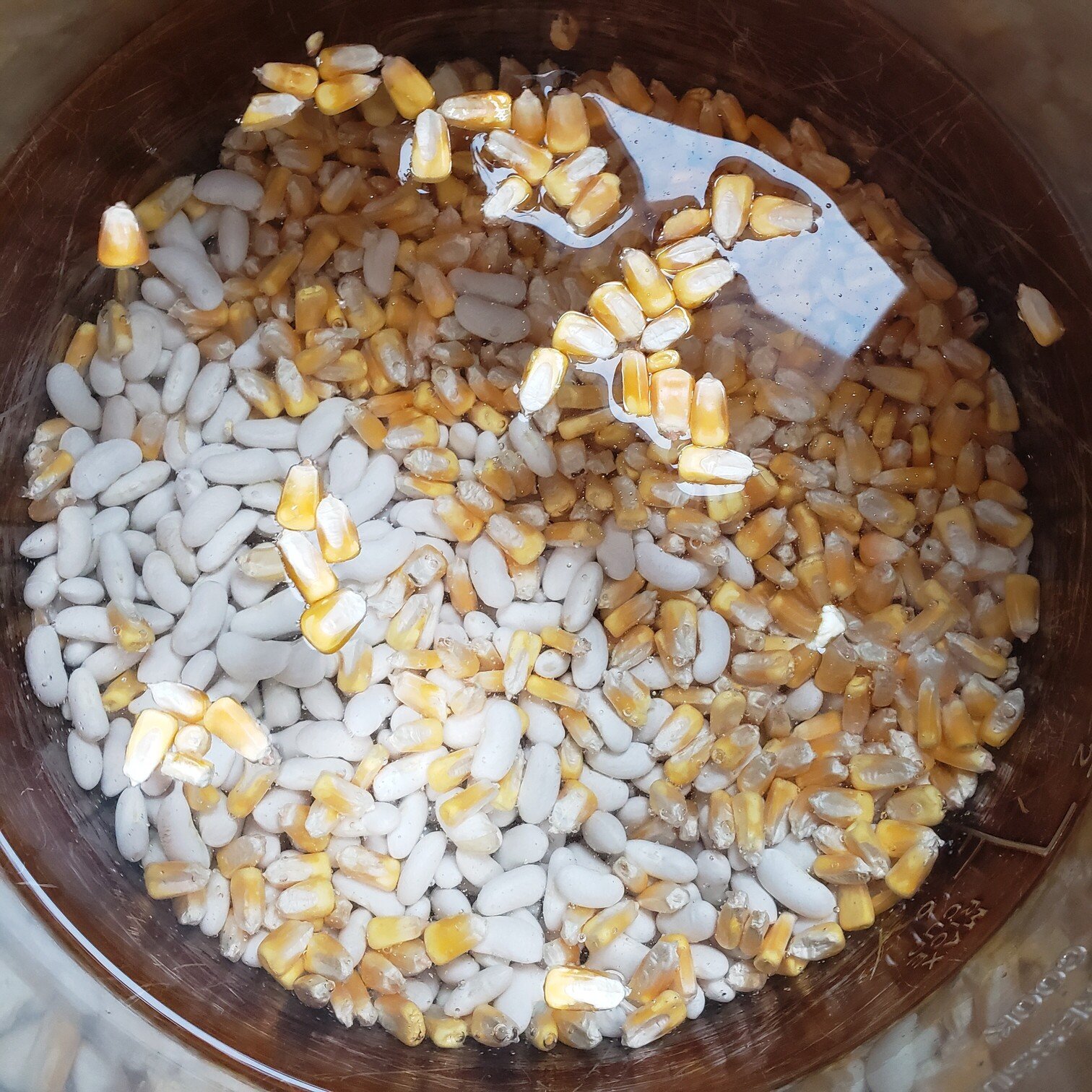 Cooking whole dried corn kernels Reader Recipes Breadtopia Forum