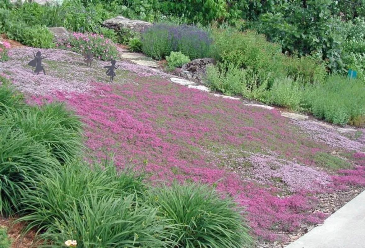 Creeping Thyme lawn? Landscaping, Decking & Patios
