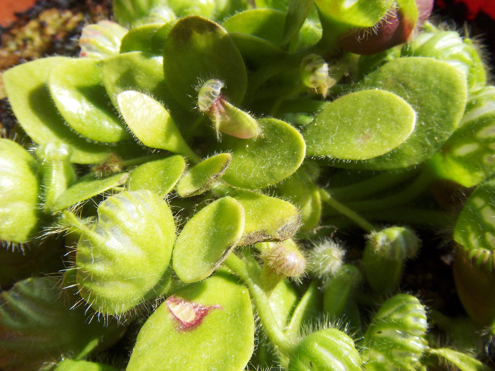 Schwarze Laubblätter Cephalotus Gesellschaft für