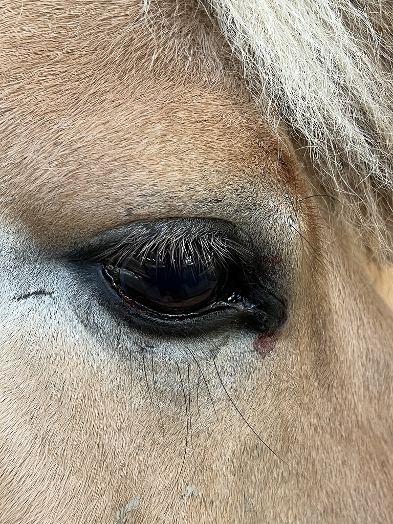 Lower Eyelid Scratch Horse Care Chronicle Forums