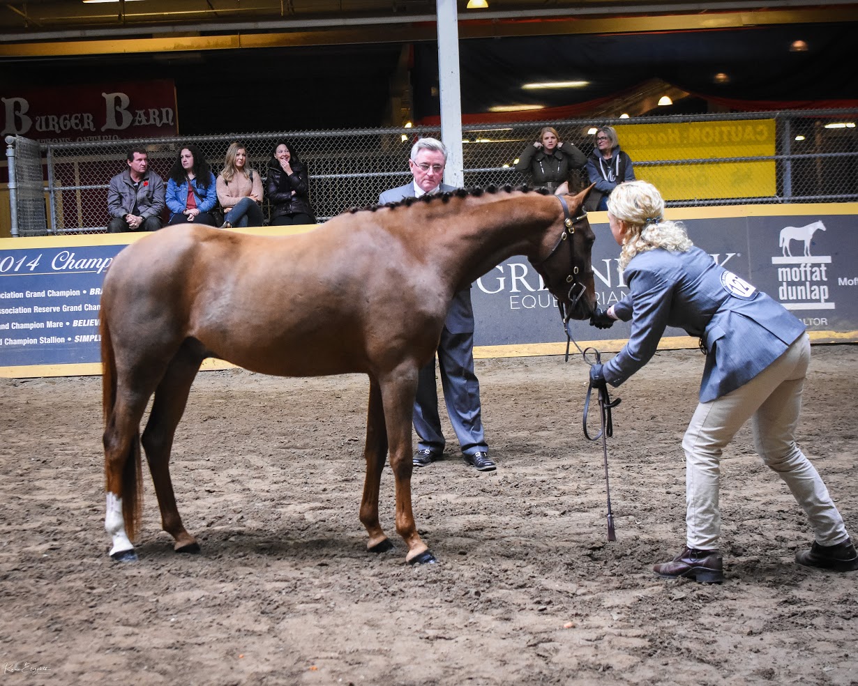 Hunter in hand classes Hunter/Jumper Chronicle Forums