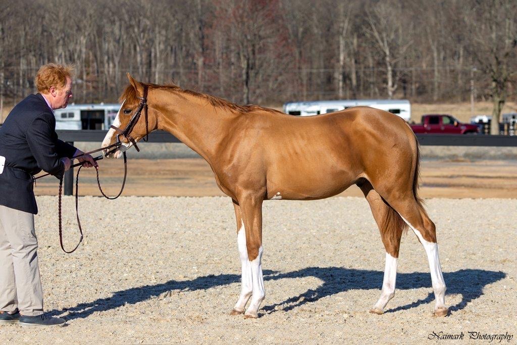 Hunter in hand classes Hunter/Jumper Chronicle Forums