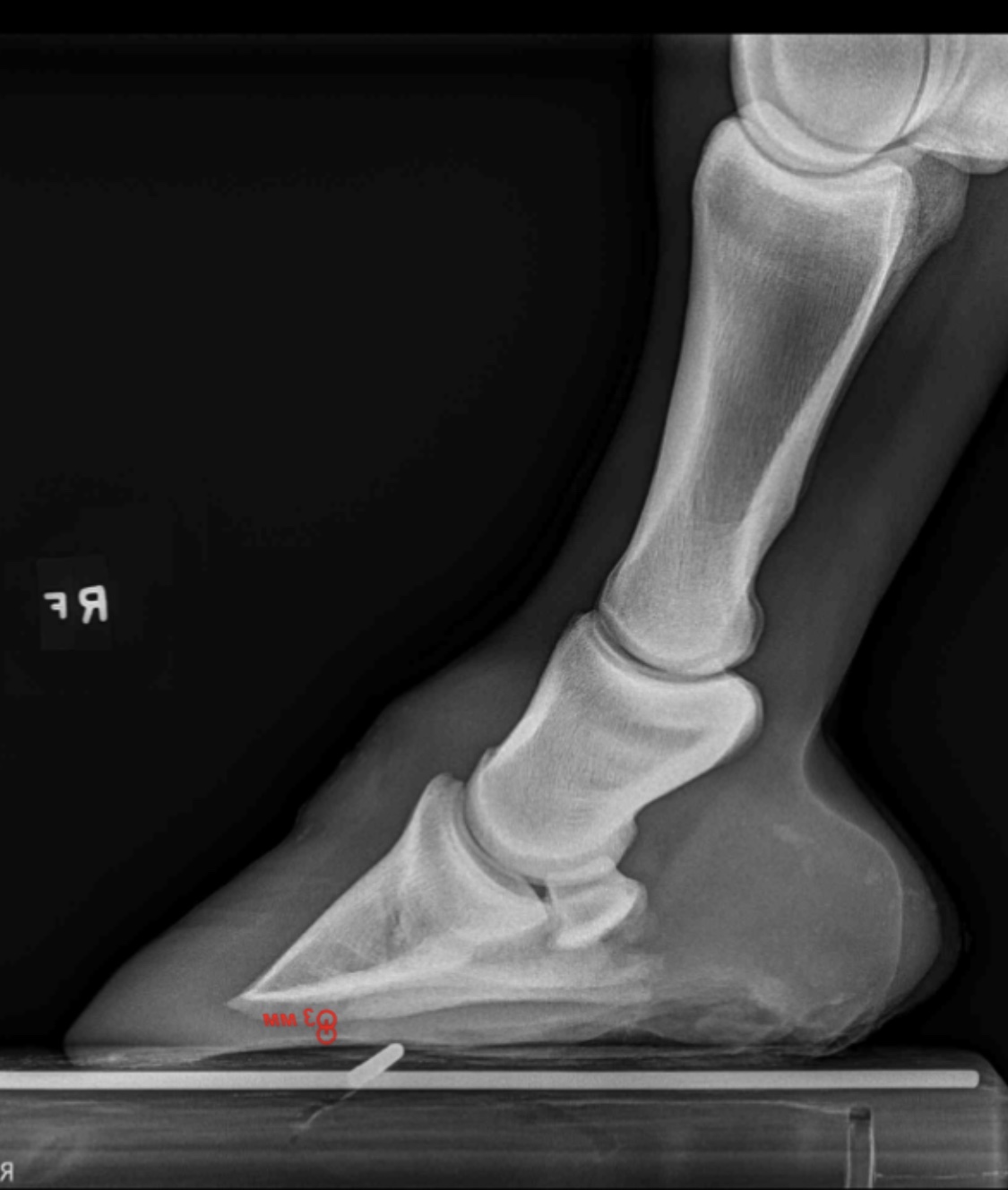 Coffin Bone Infection Possible Round 2 Horse Care