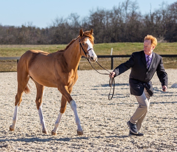 Hunter in hand classes Hunter/Jumper Chronicle Forums