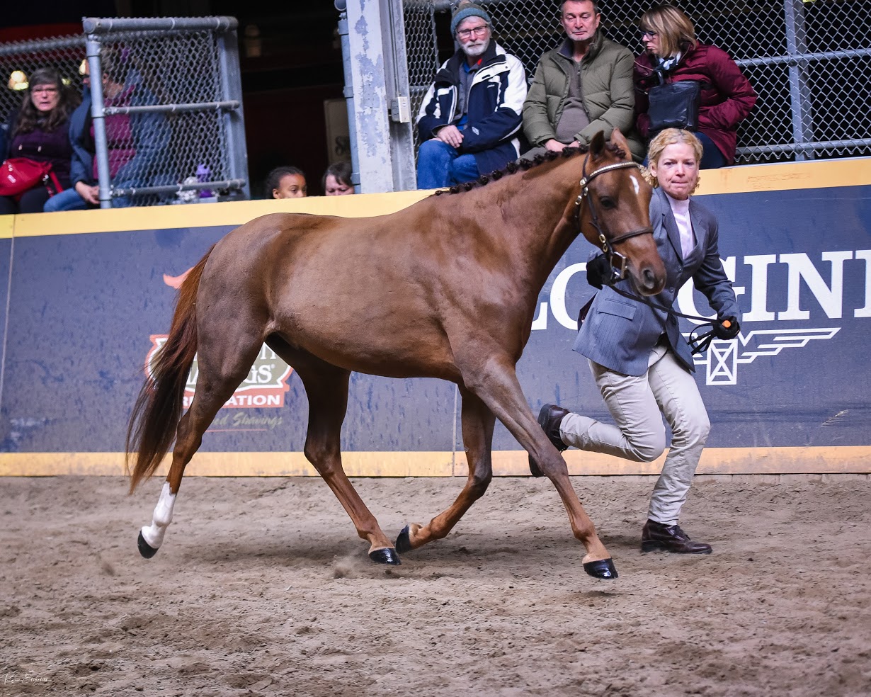 Hunter in hand classes Hunter/Jumper Chronicle Forums