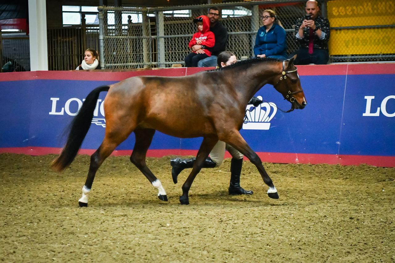 Hunter in hand classes Hunter/Jumper Chronicle Forums
