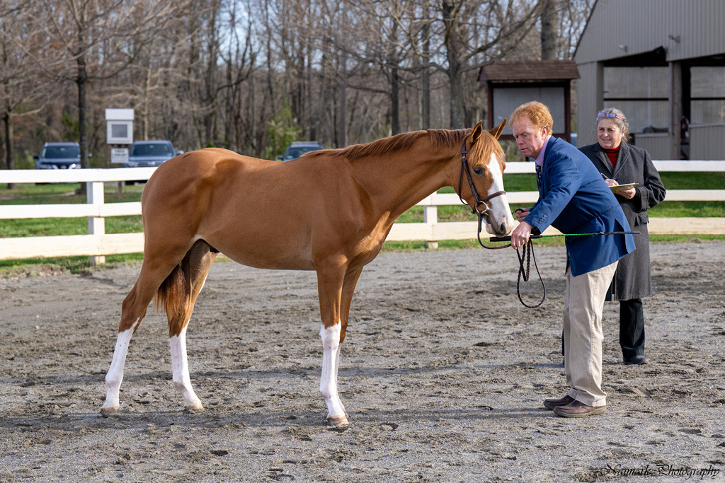 Hunter in hand classes Hunter/Jumper Chronicle Forums