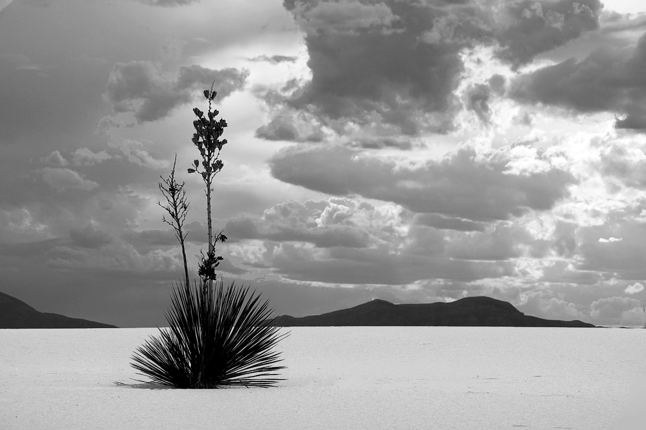 Yucca dpixx.de Forum