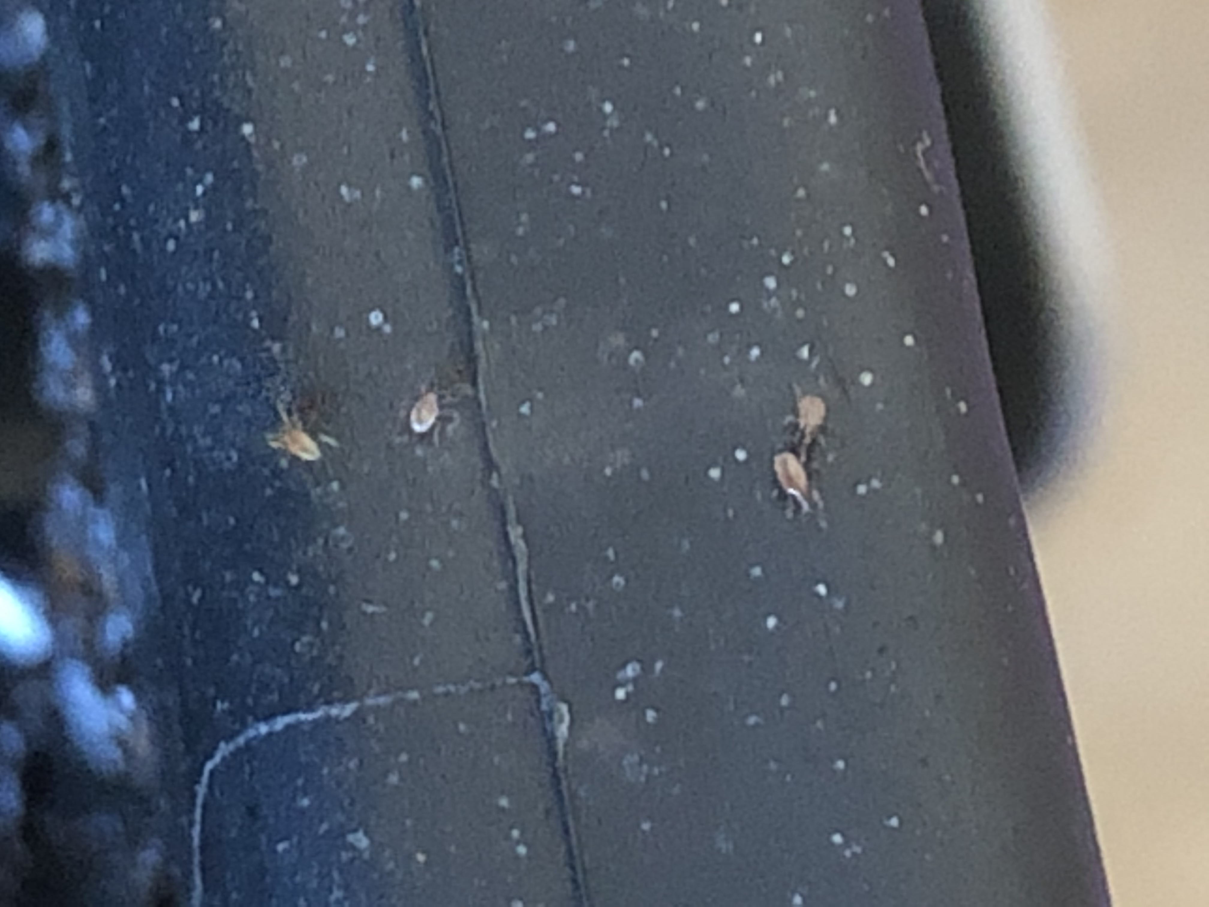 Worm bin bugs NEED HELP! Grasscity Forums The 1 Marijuana