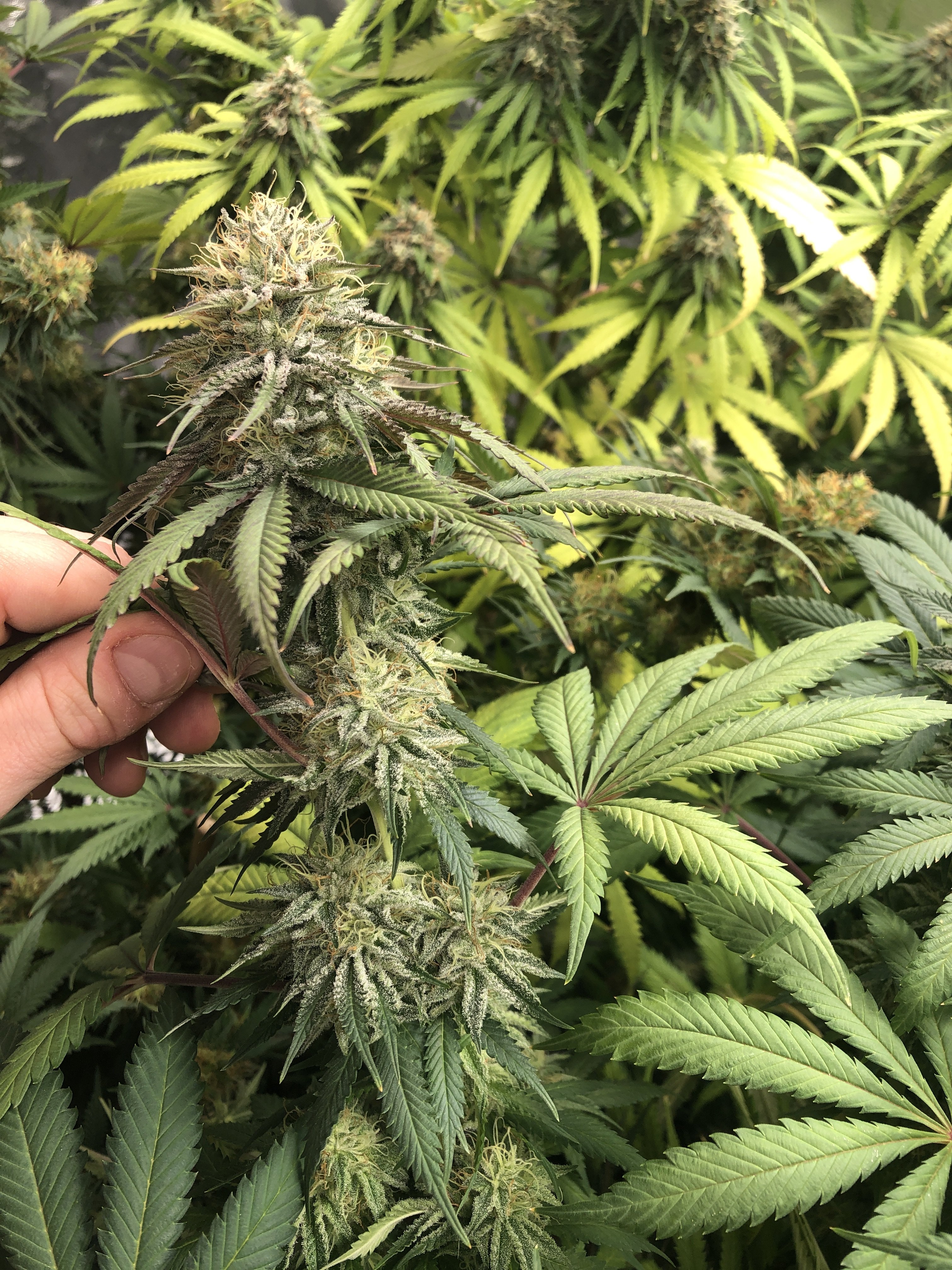 Gelato strain is a beast Page 4 Grasscity Forums The 1 Marijuana Community Online