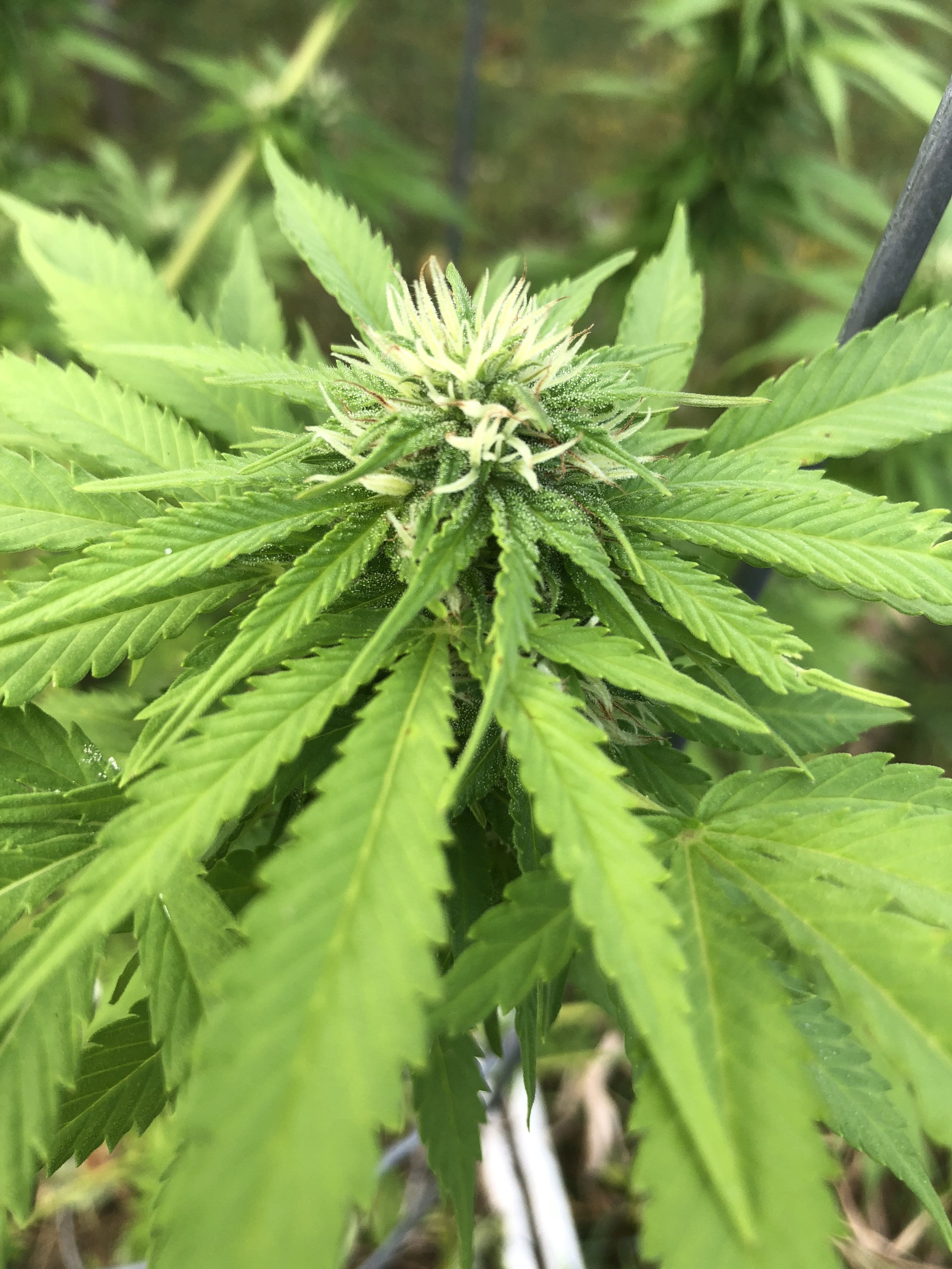 is this plant ready to harvest Grasscity Forums The 1 Marijuana