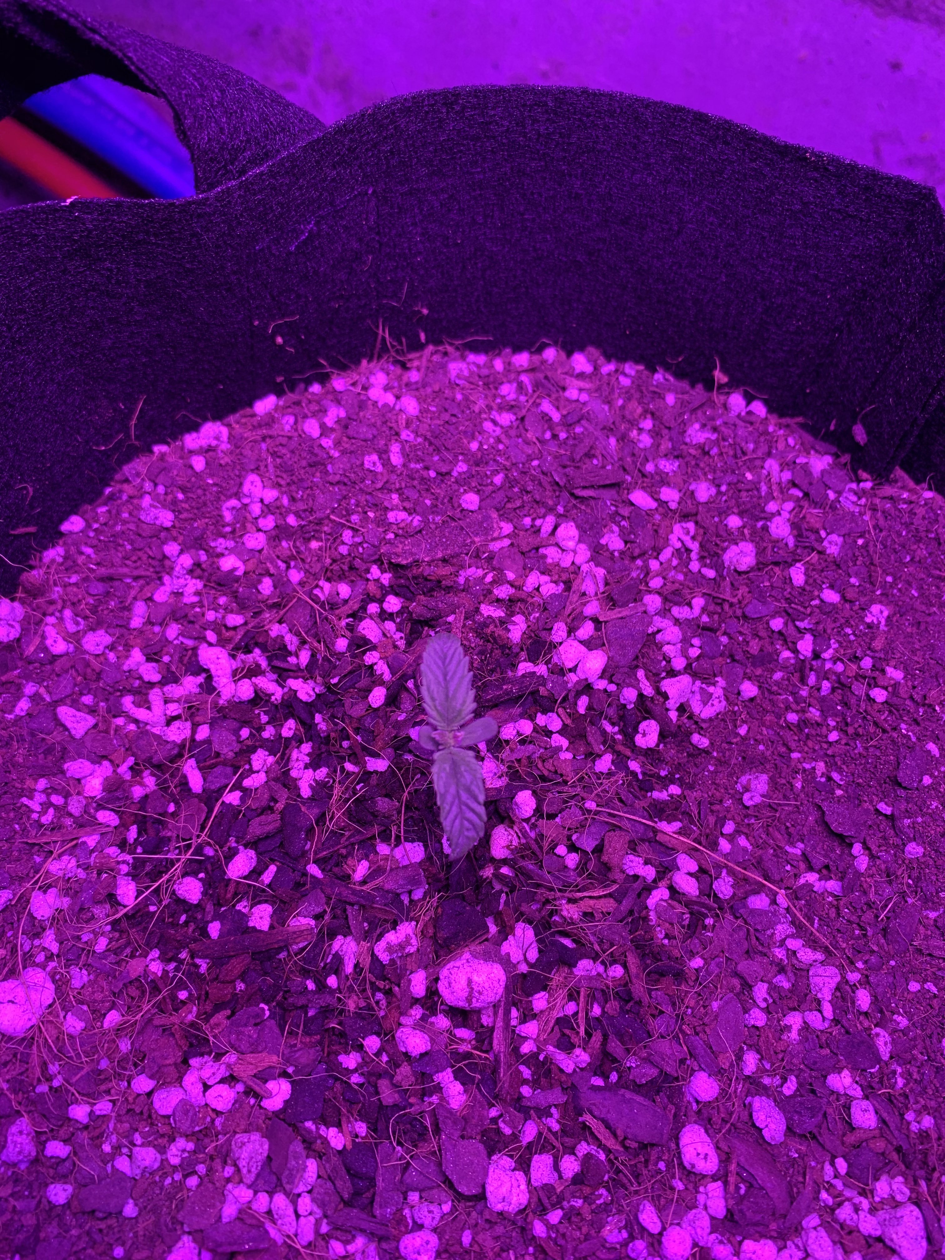 Northern lights grow help Grasscity Forums The 1 Marijuana