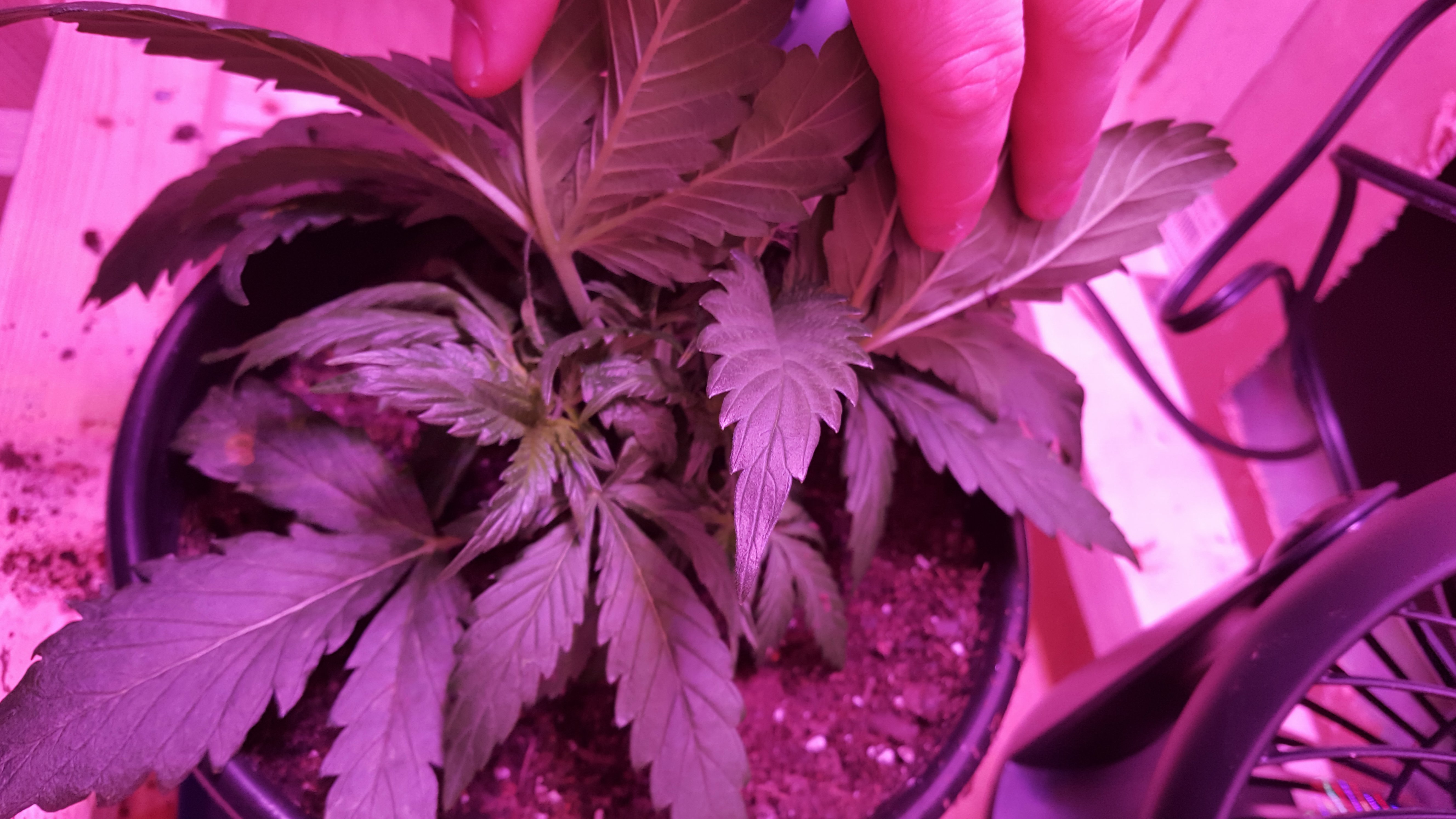 HELP!!! Short and bushy plant Grasscity Forums The 1 Marijuana