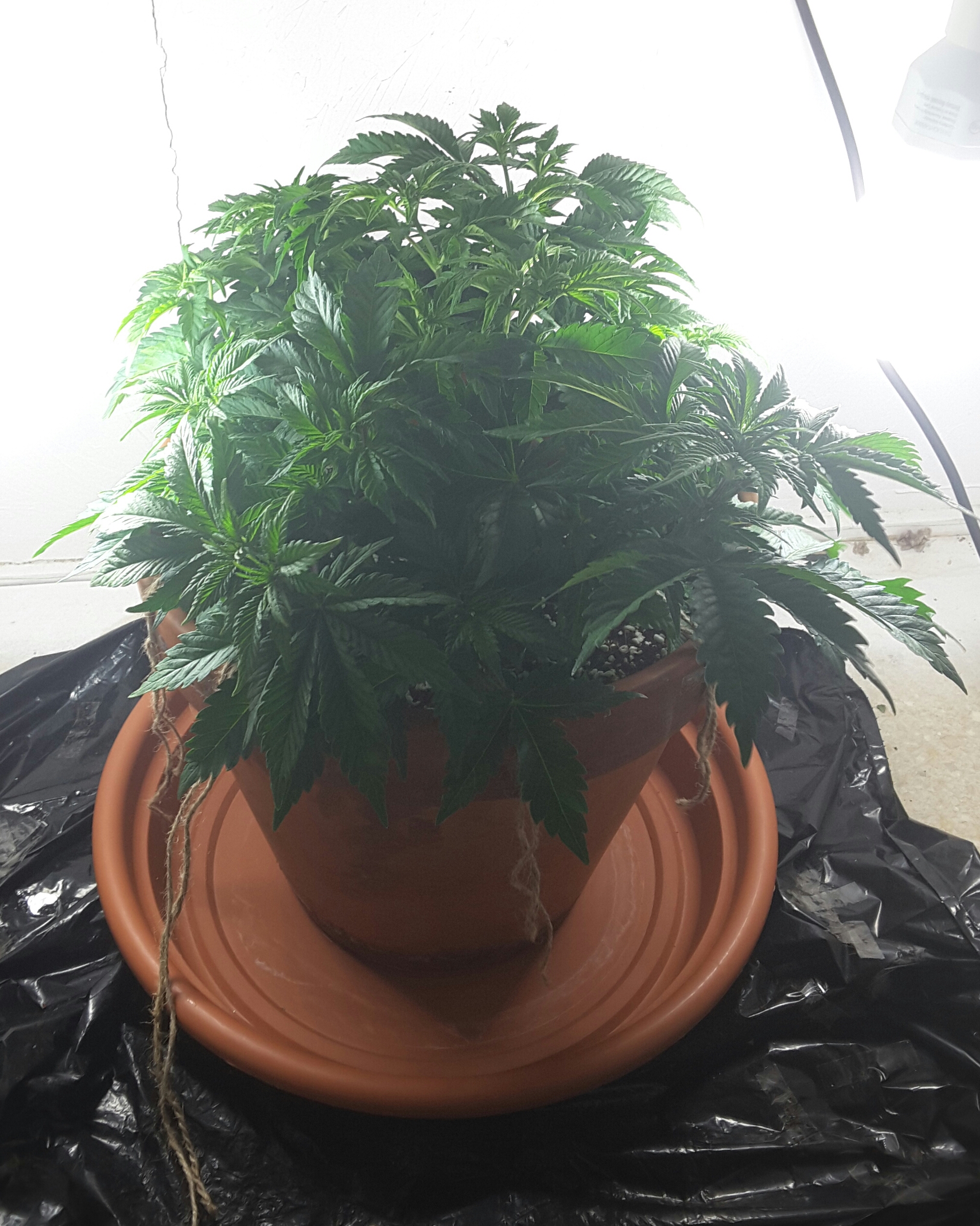 Short bushy plant Grasscity Forums The 1 Marijuana Community Online