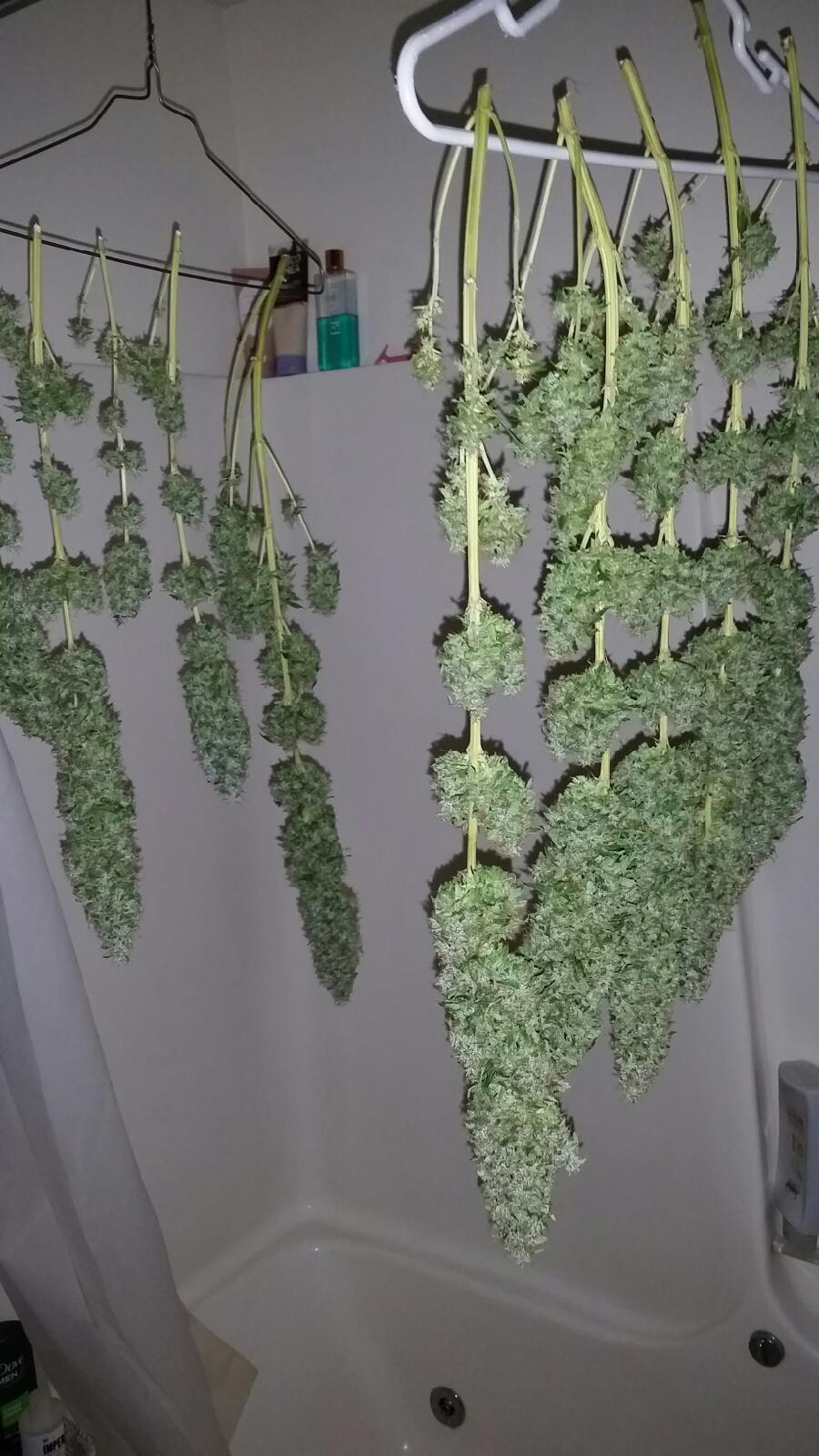 Yield of 2 Northern light plants ? Grasscity Forums The 1