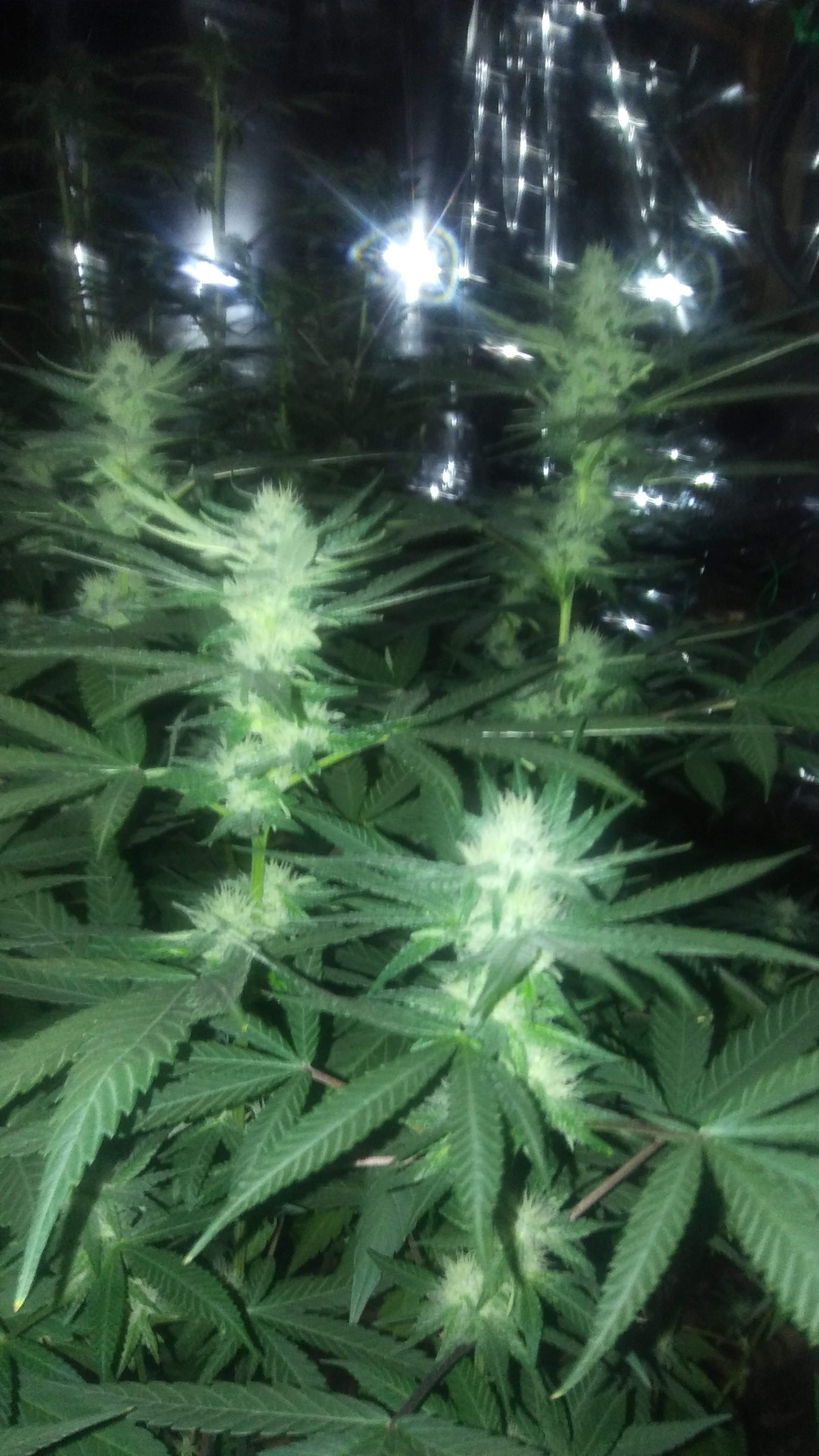 My flowers do not smell Grasscity Forums The 1 Marijuana Community