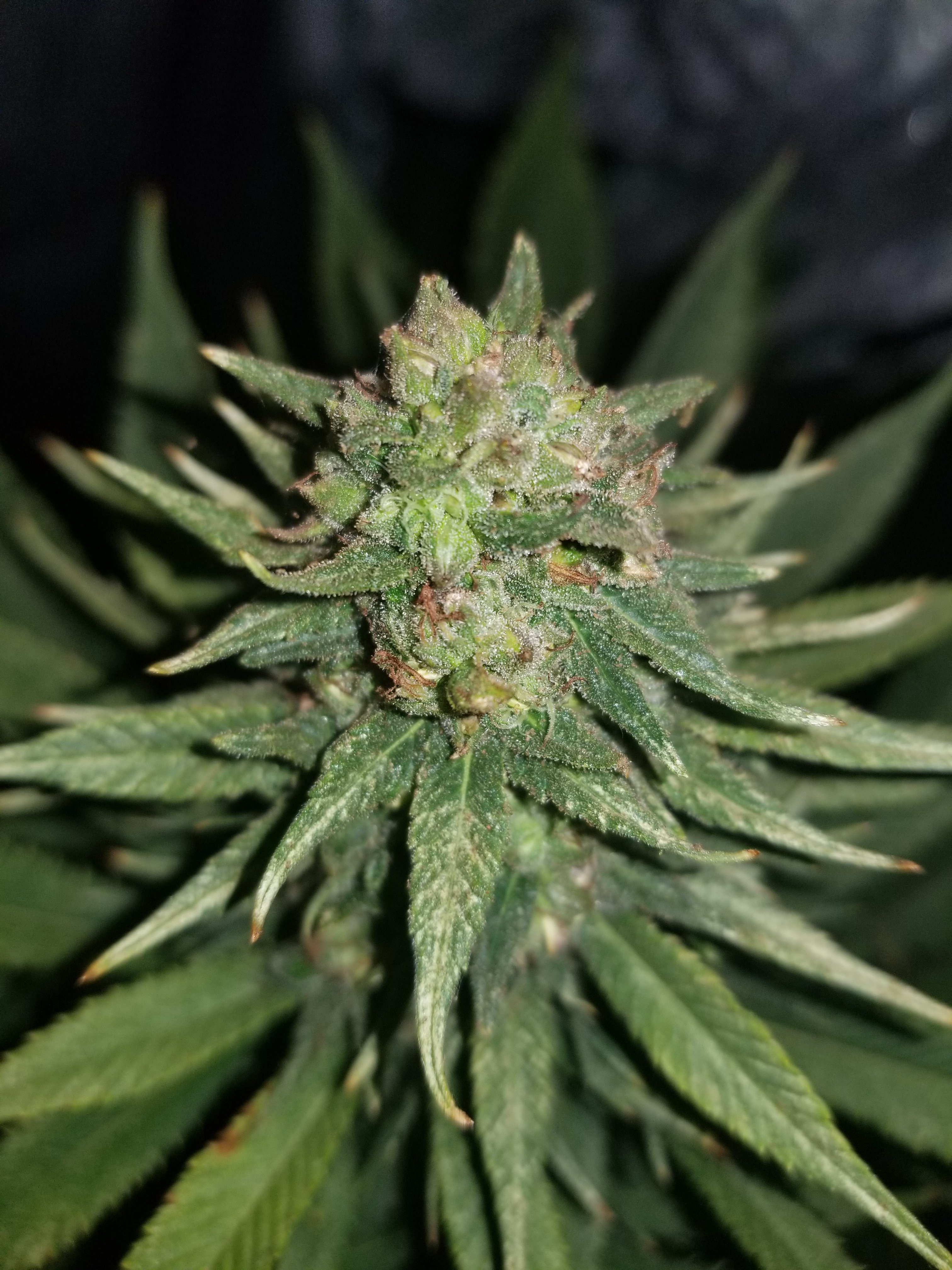 Hermies? Grasscity Forums The 1 Marijuana Community