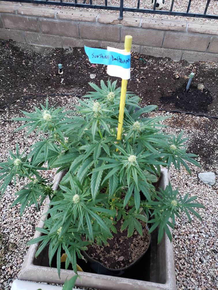 What kind of bug pods are under these leaves and how can I treat them