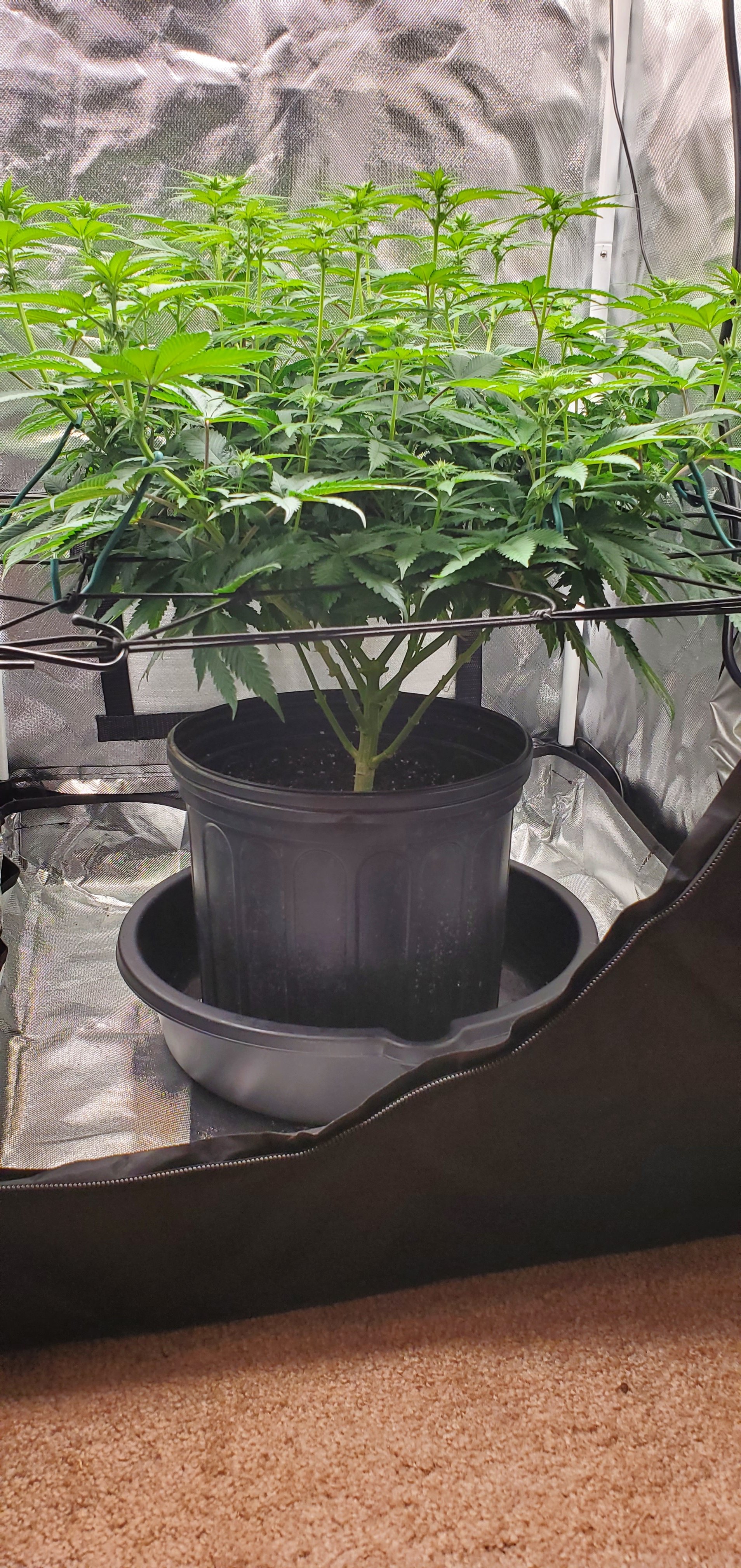 Day 12 of flower, will it yield good? Grasscity Forums The 1
