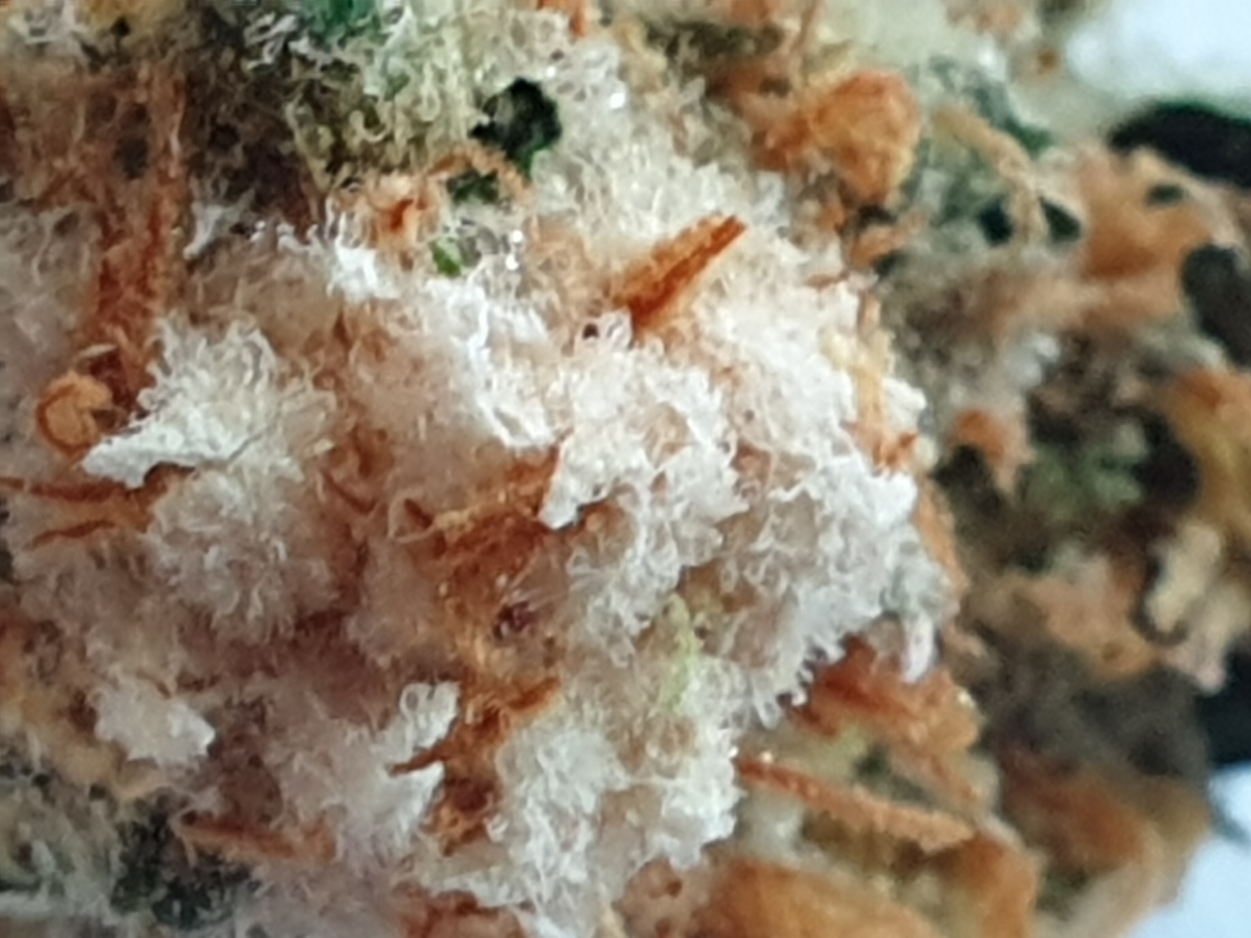 Why did my flowers go mouldy? Grasscity Forums The 1 Marijuana
