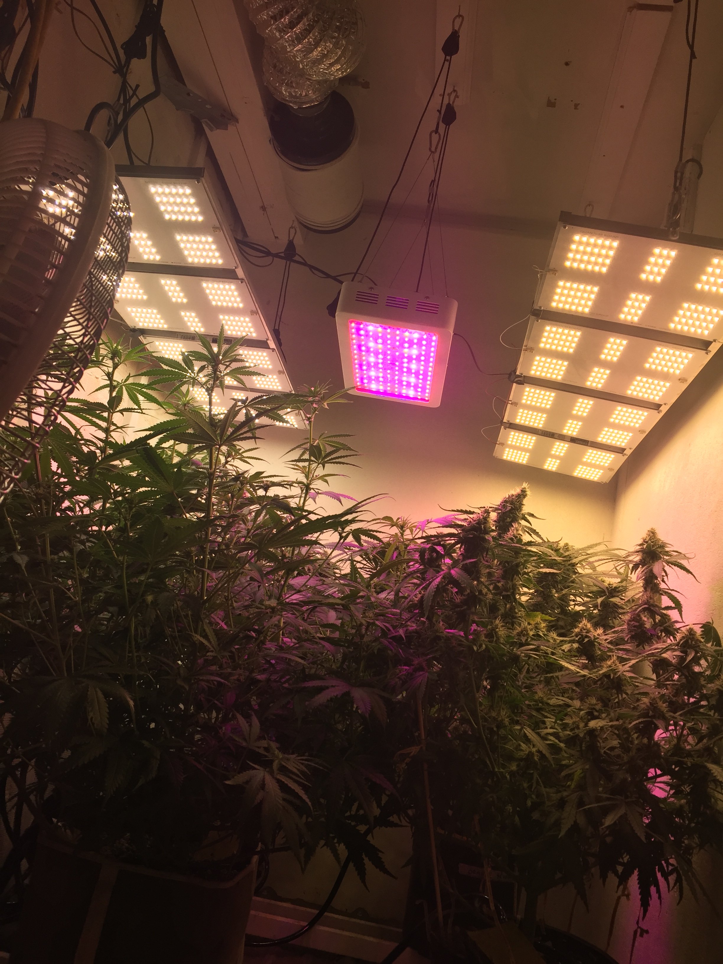 First ever indoor grow, 4x8 LED tent grow Page 2 Grasscity Forums