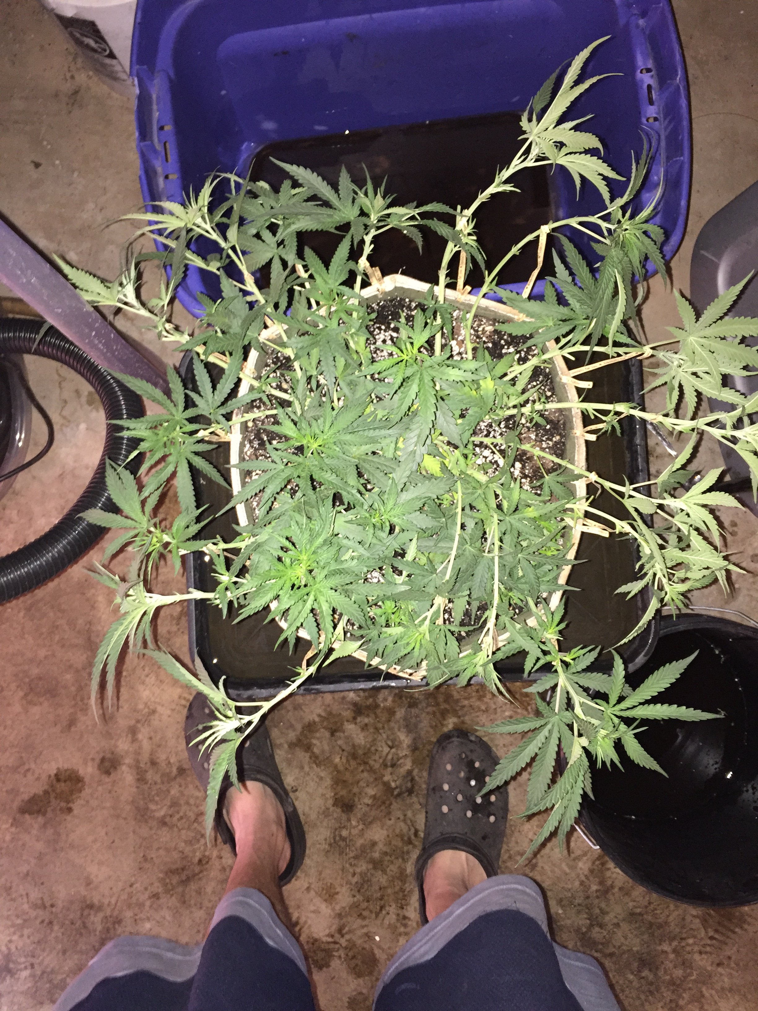 Are these buds typical for 3 weeks into flowering? Grasscity Forums