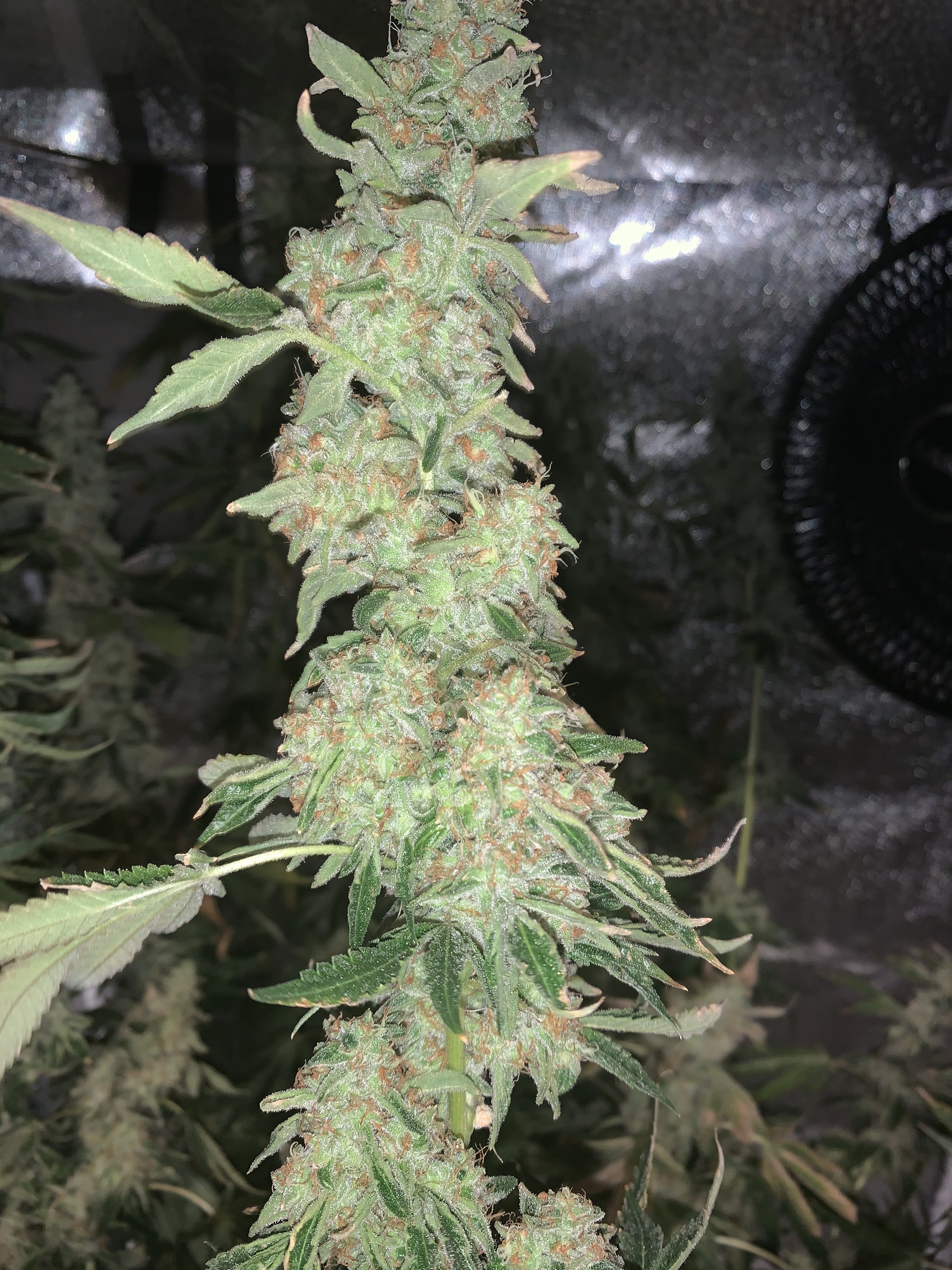 First time grower massive frosty buds! Sticky icky icky! Grasscity