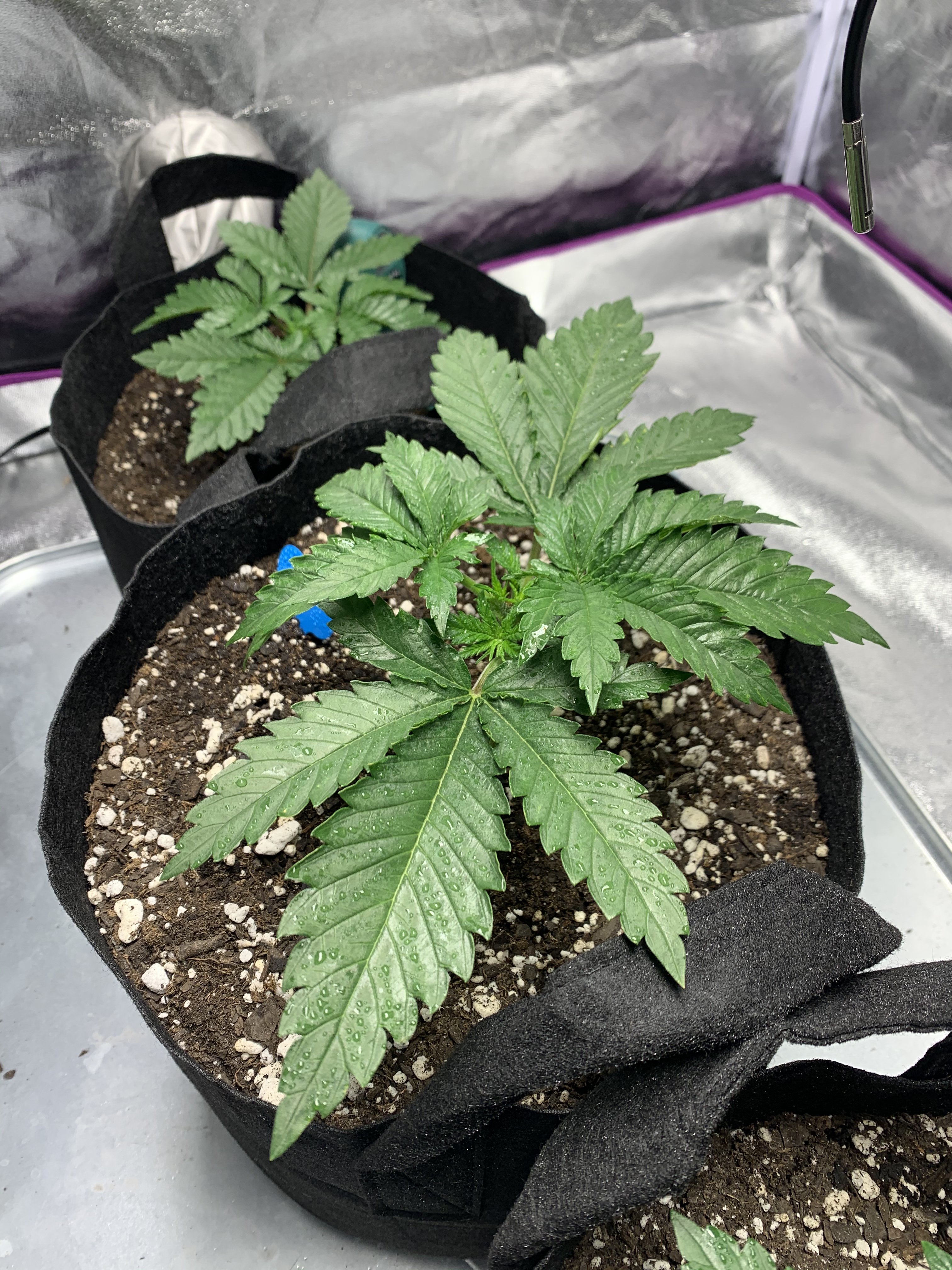 First grow, high hopes, and great motivation! Page 6 Grasscity