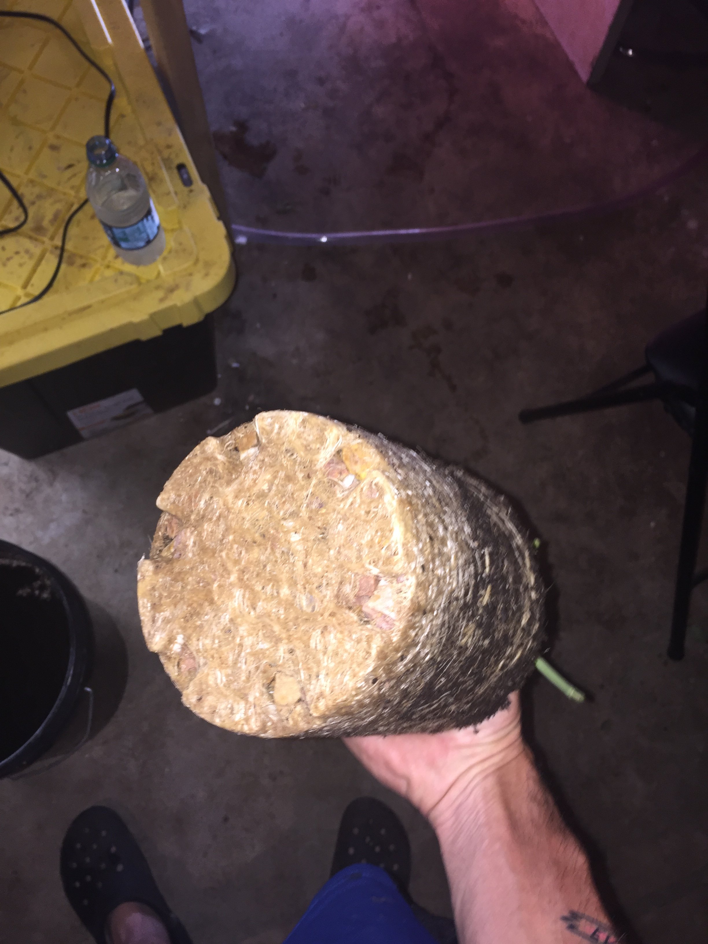 Roots growing out the bottom of my pot Grasscity Forums The 1