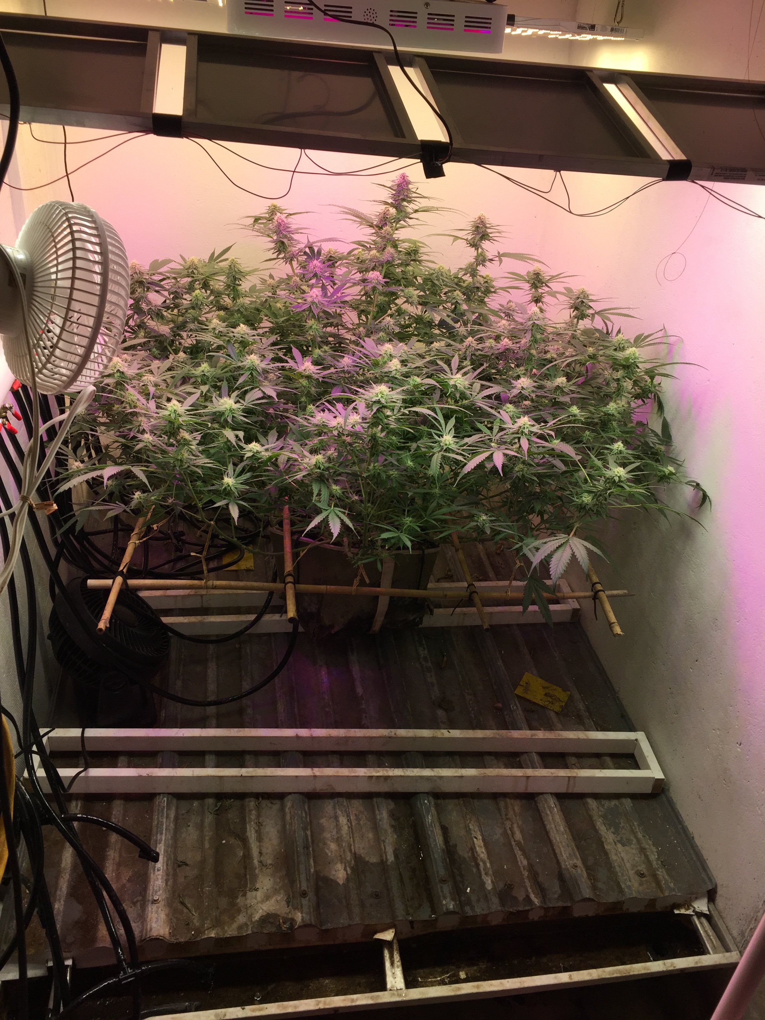 Roots growing out the bottom of my pot Grasscity Forums The 1