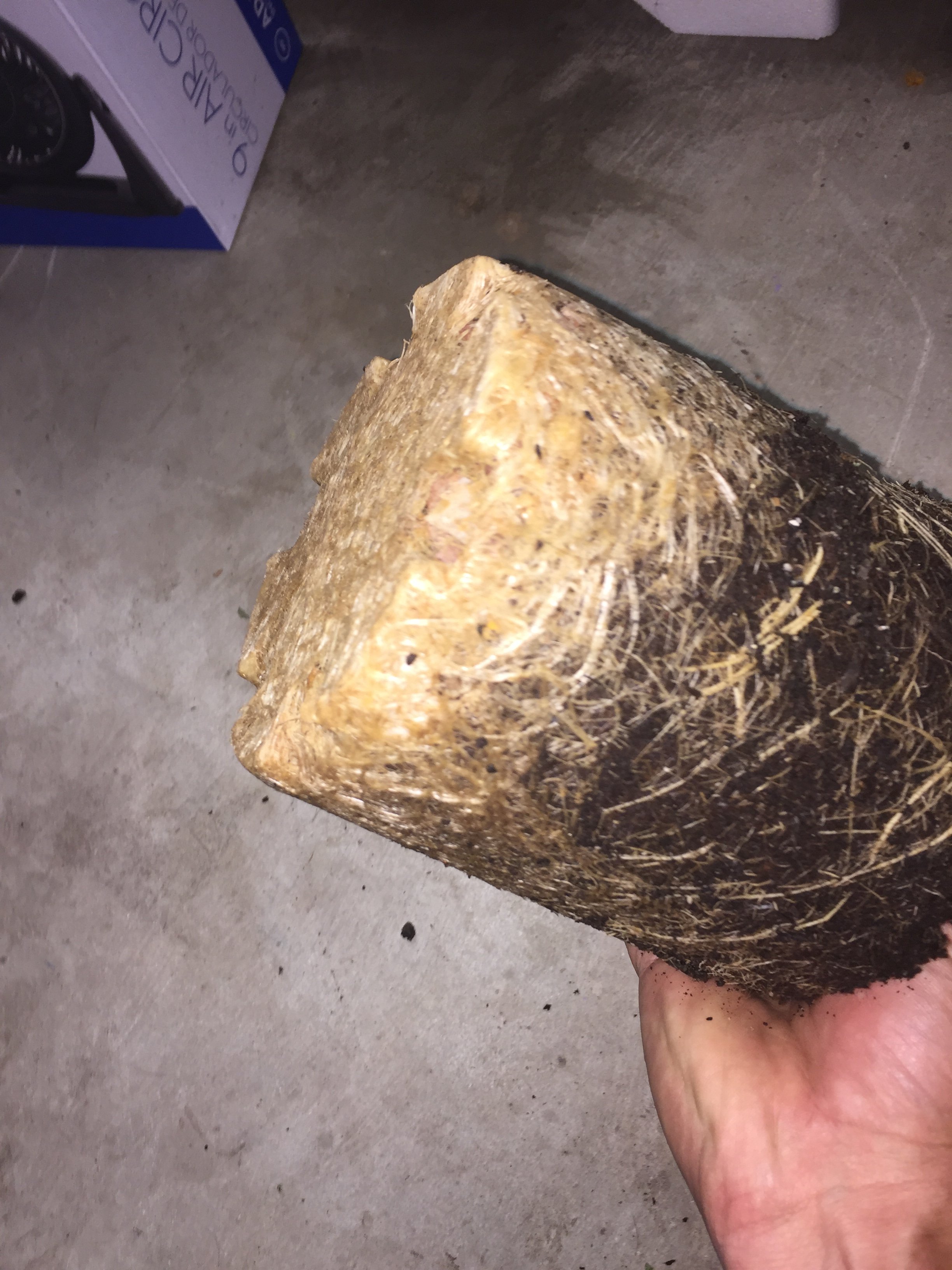 Roots growing out the bottom of my pot Grasscity Forums The 1