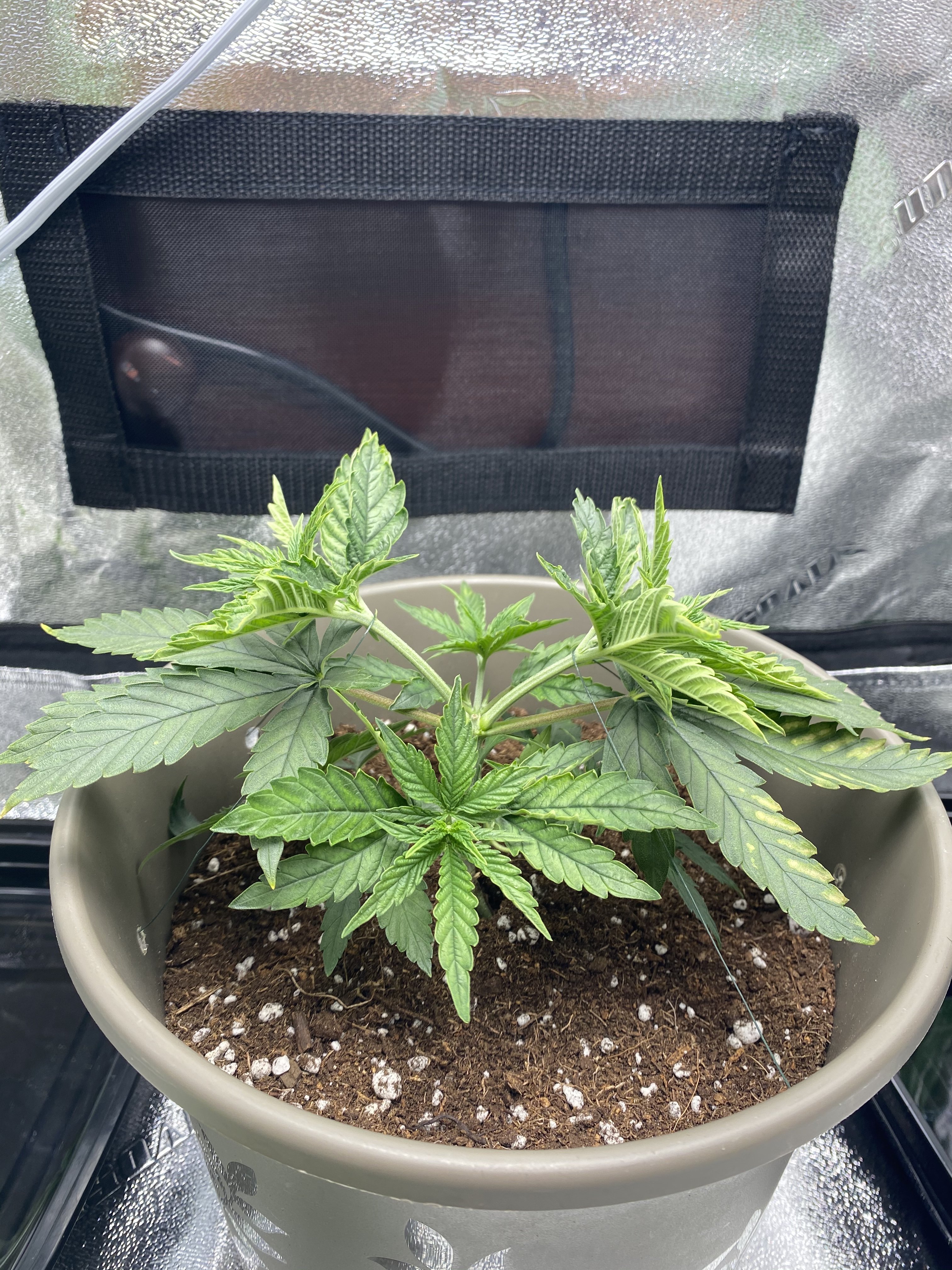 2x2 First indoor grow Grasscity Forums The 1