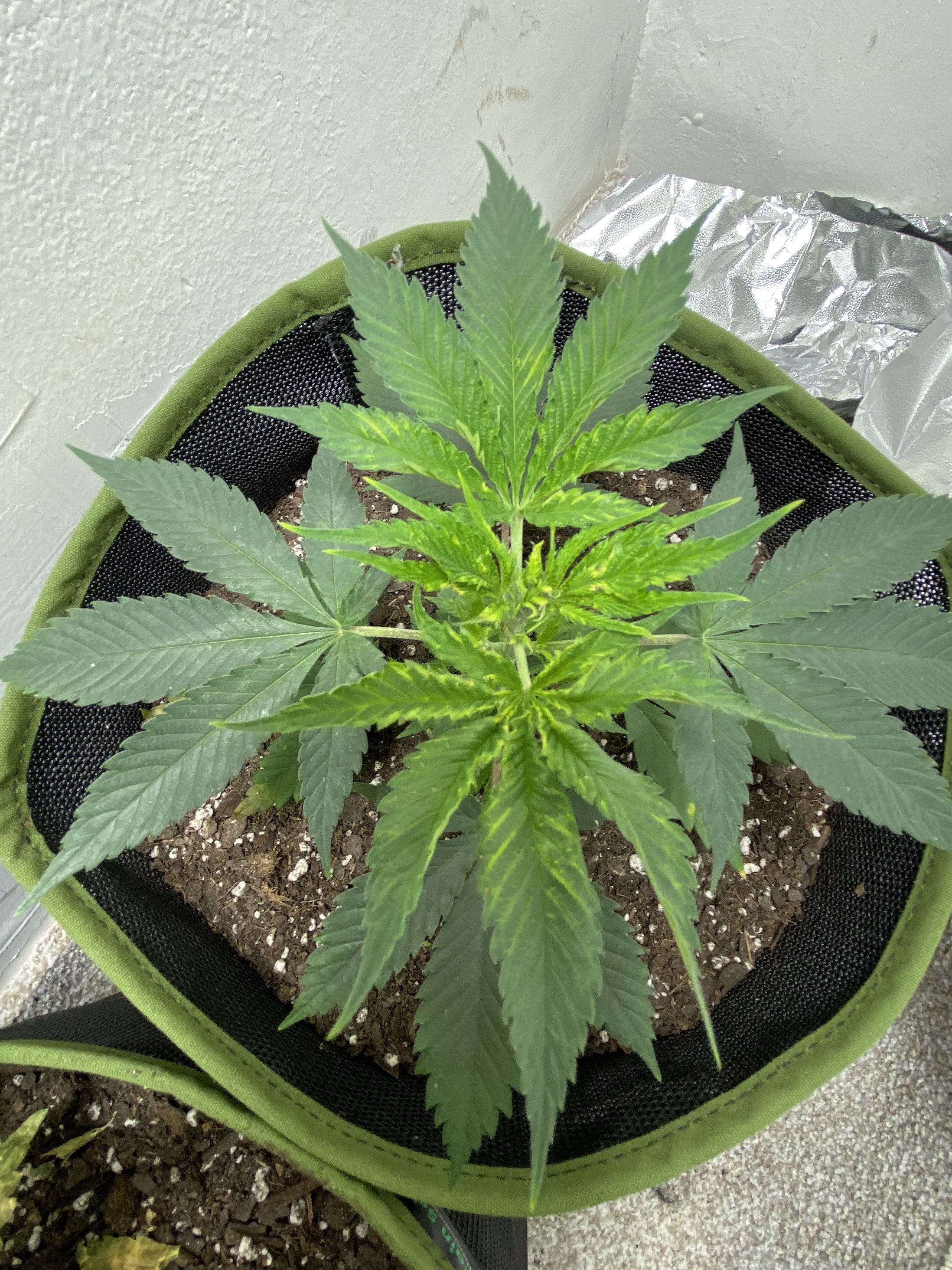 Lime green leaf looks bad Grasscity Forums The 1 Marijuana